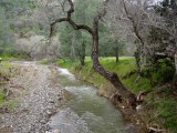los-gatos-creek2