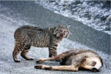 bobcat