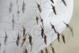 mosquito-swarm
